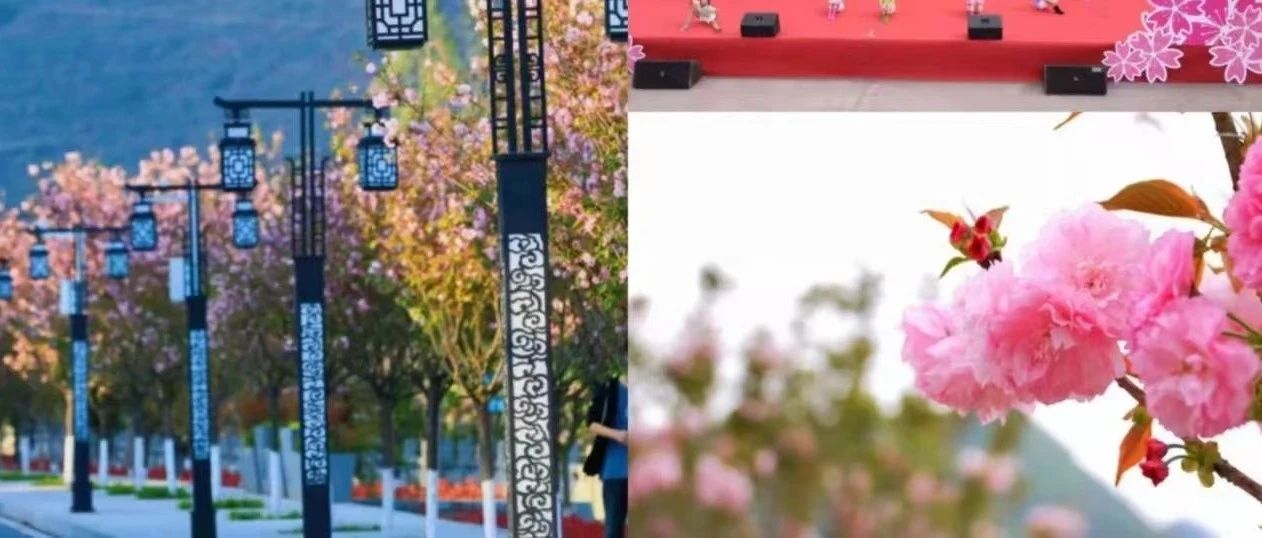 【原创】乡音与景点（音频）|张勤:南溪书院的樱花盛景（重庆云阳话）